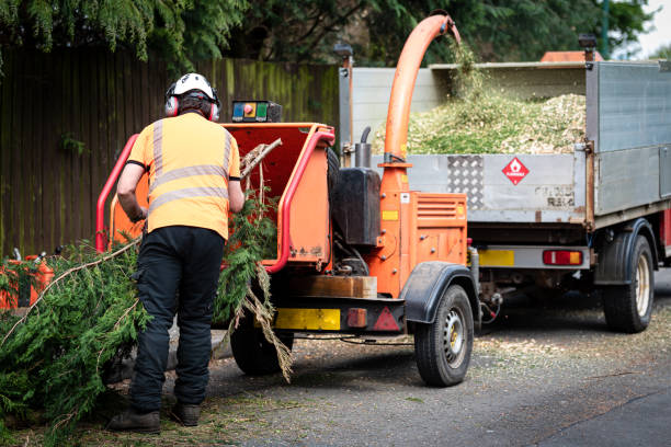 Tree Removal for Businesses in Mount Penn, PA